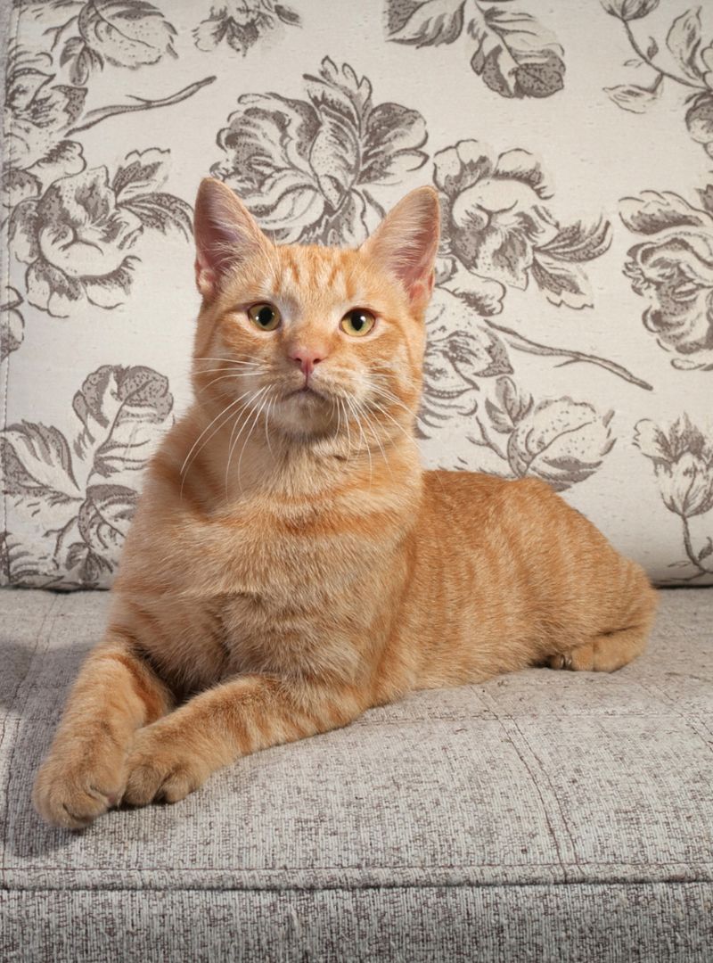 A cat sitting on a couch