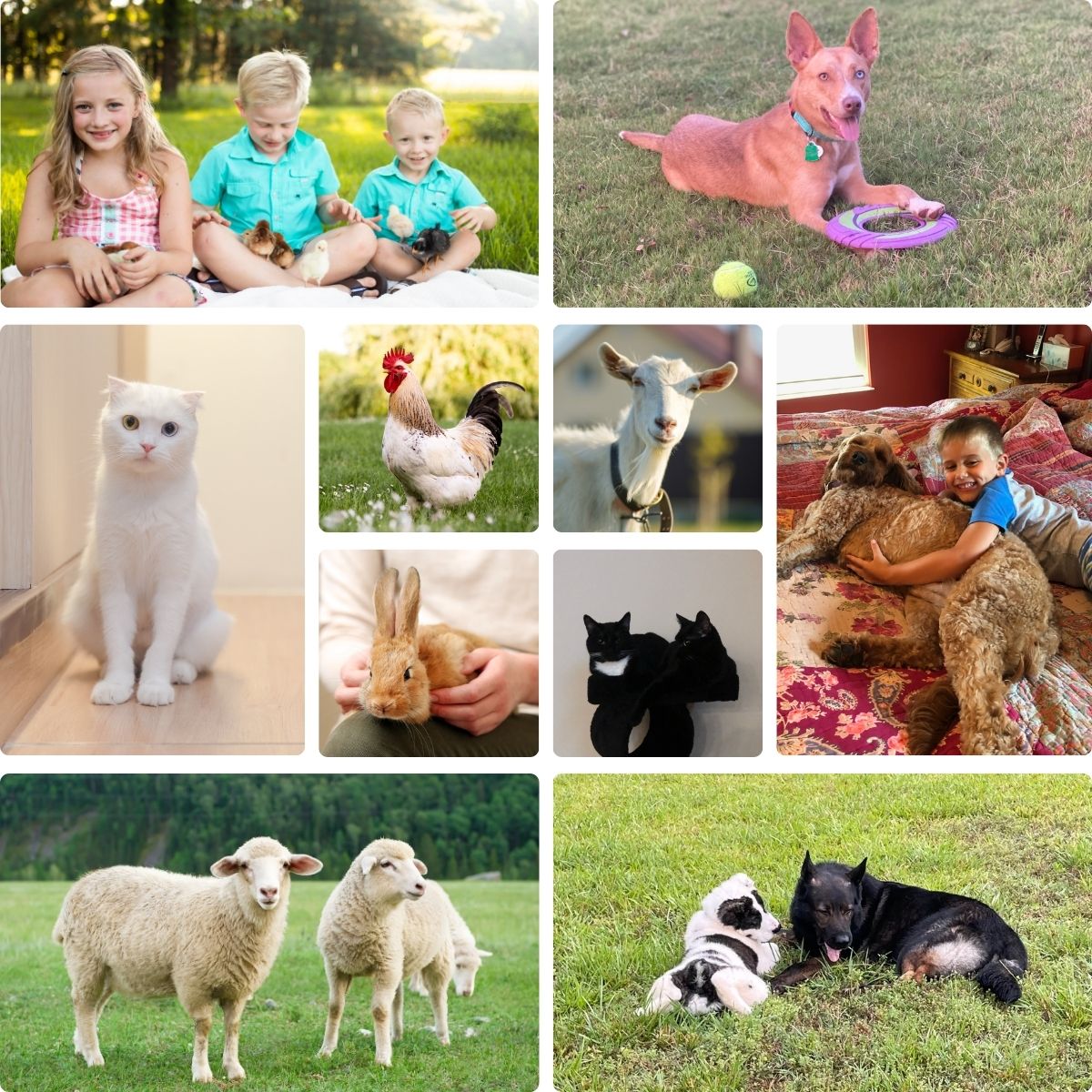 animal collage including cat, dog, chicken, rabbit