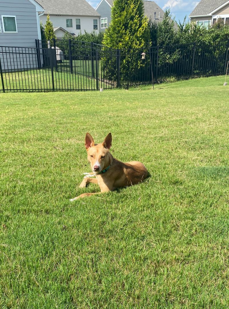 A dog resting on the green grass