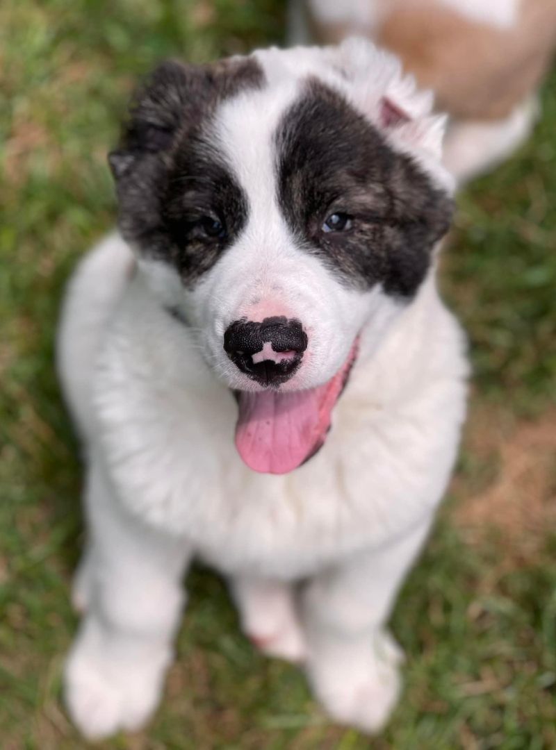 A dog sitting on green grass