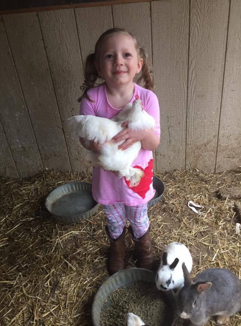 A girl gently holds a chicken in a barn