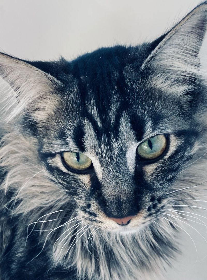 A gray cat with green eyes