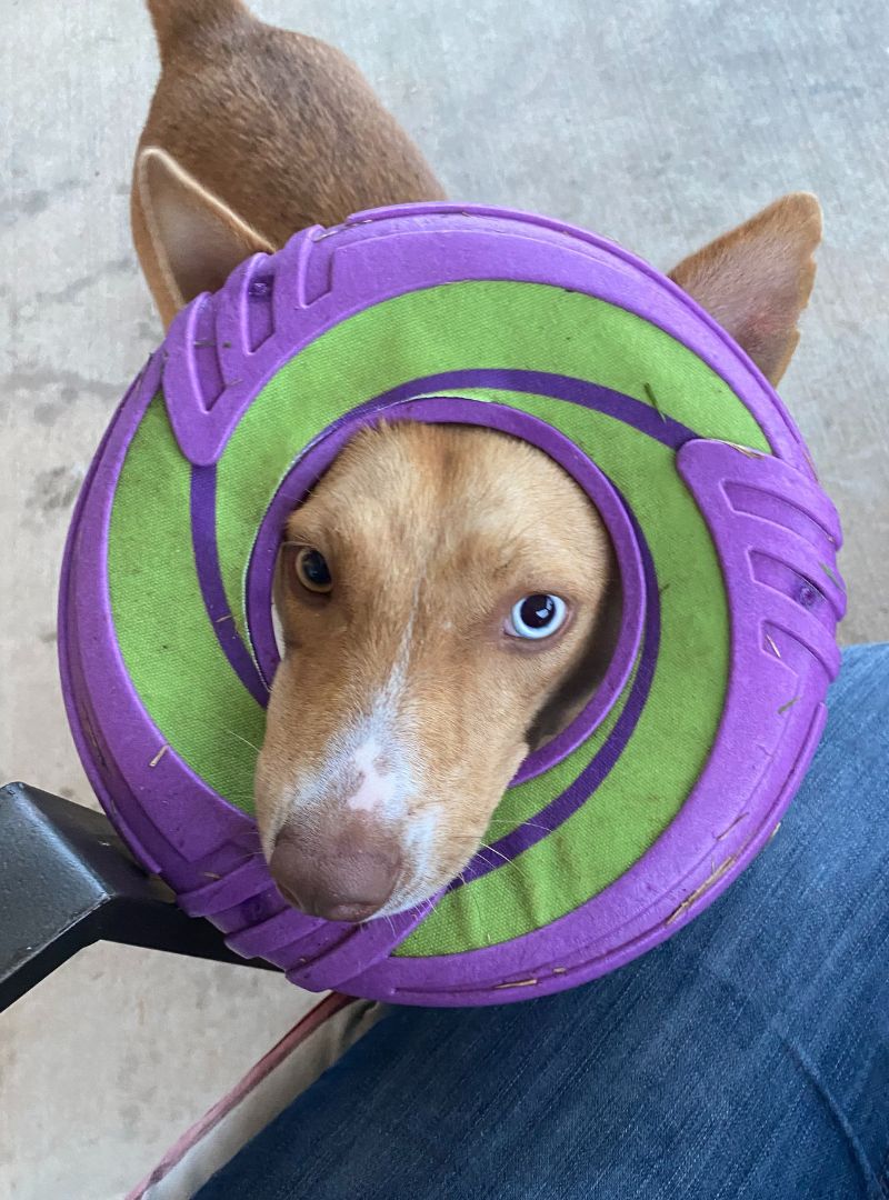 Dog with a purple and green frisbee
