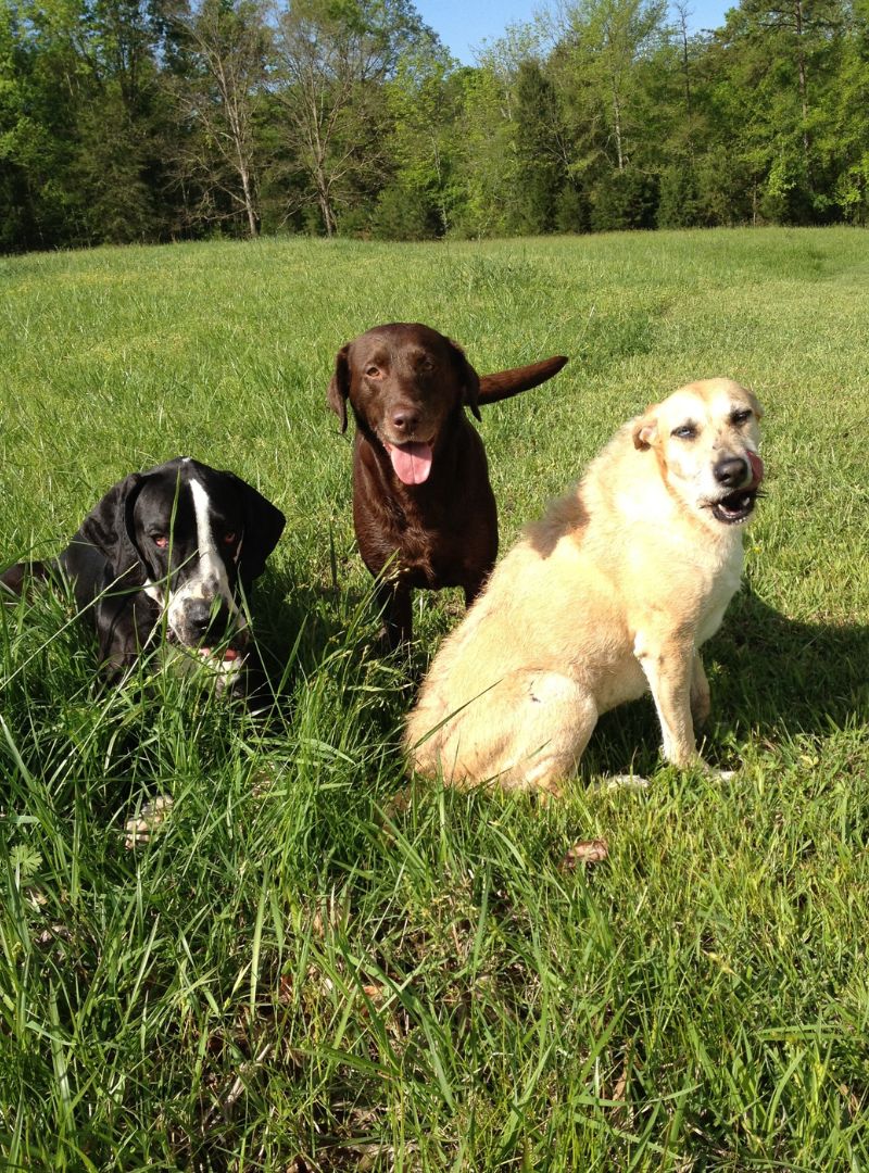 Three dogs sitting in the grass